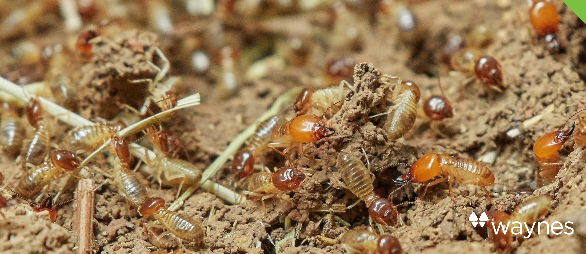 Termites Blog Cover