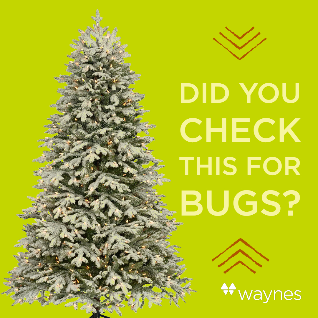 997 Keep Your Christmas Tree Critter Free This Year