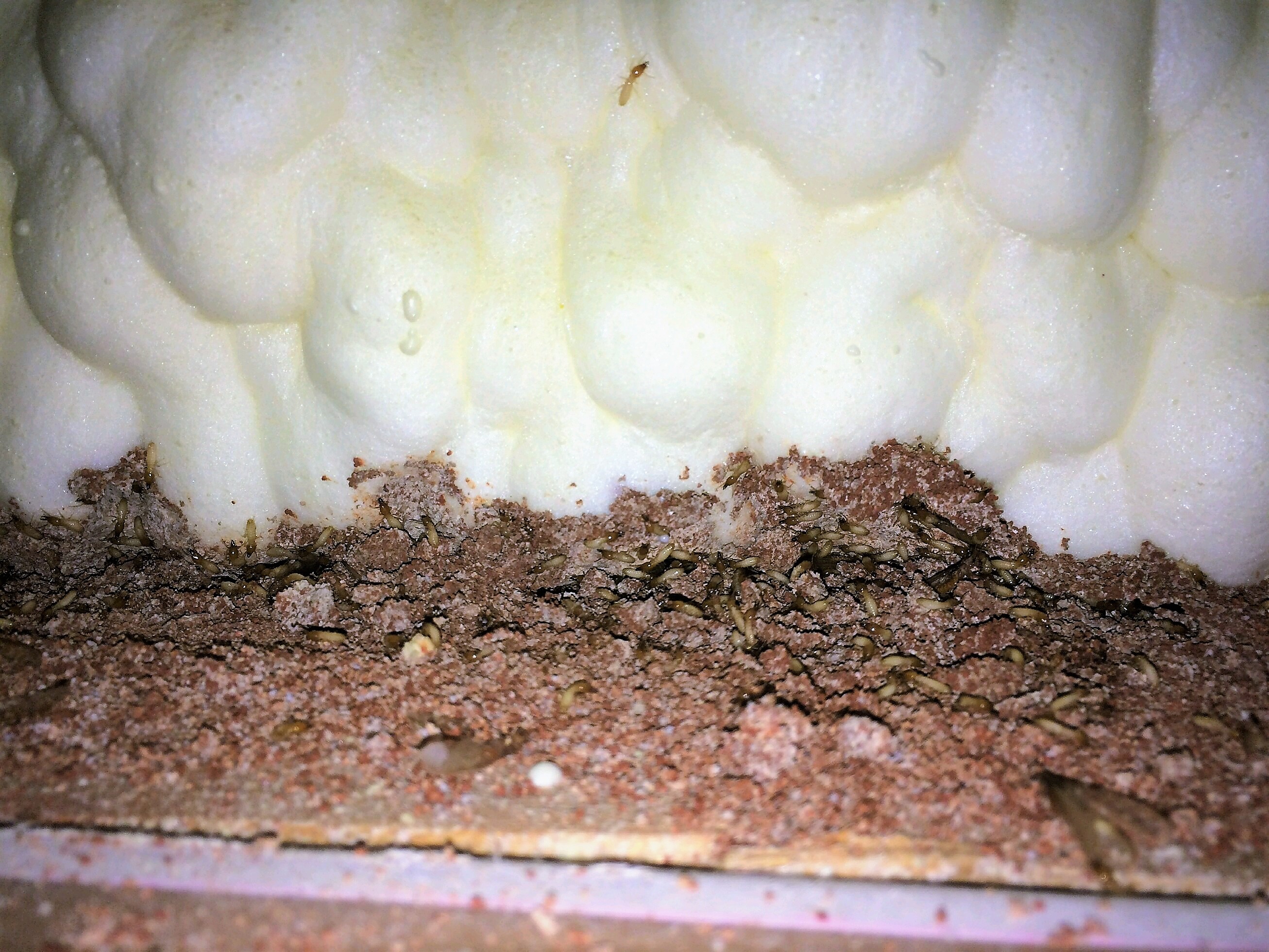 Termites in foam