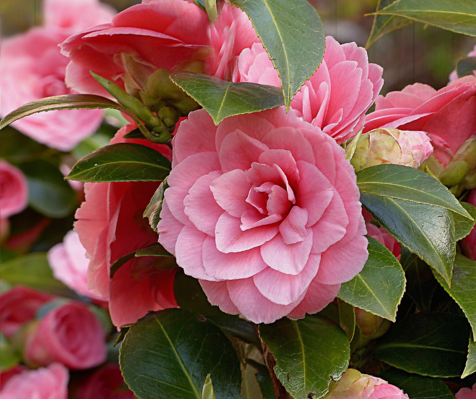 Camellia Shrub