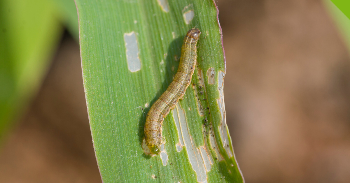 how to get rid of armyworms