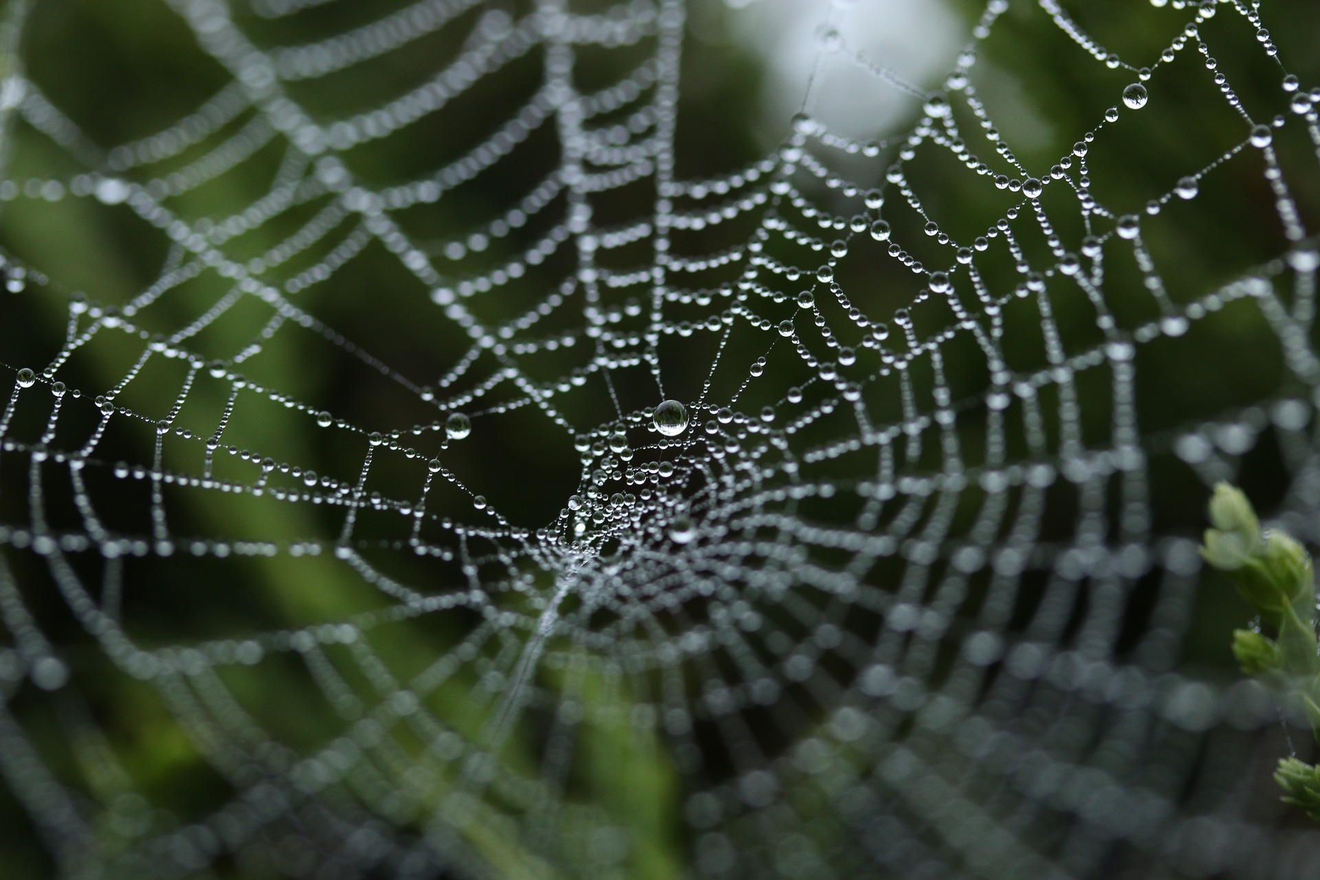5429 Spider Web