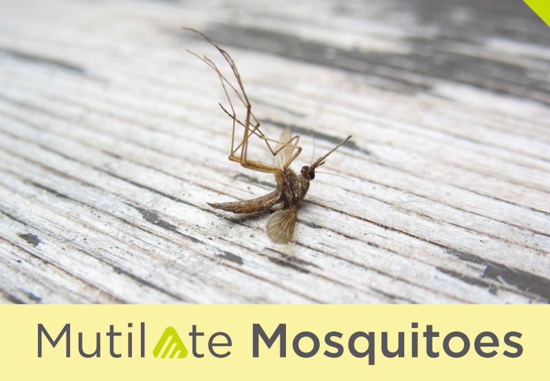 701 4 Steps To Help Protect Your Yard From Mosquitoes