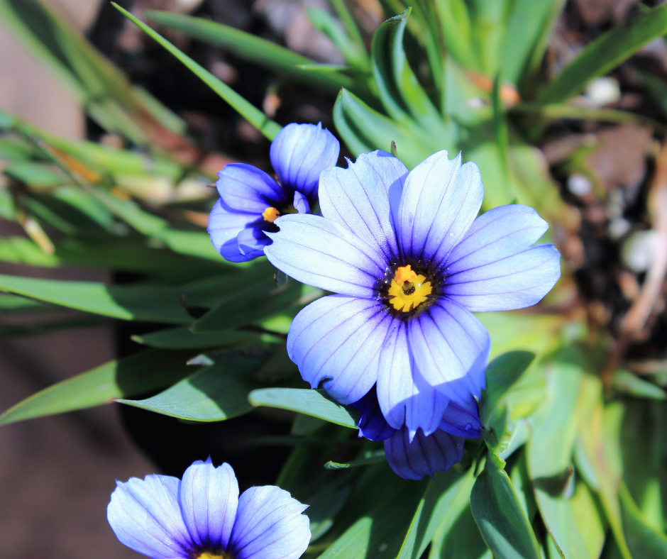 blue eyed grass weed