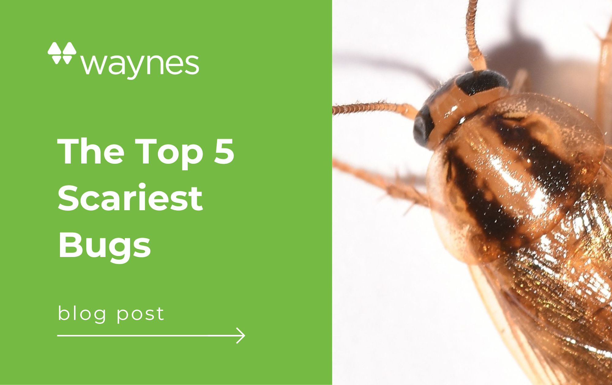 cockroach: the top 5 scariest bugs
