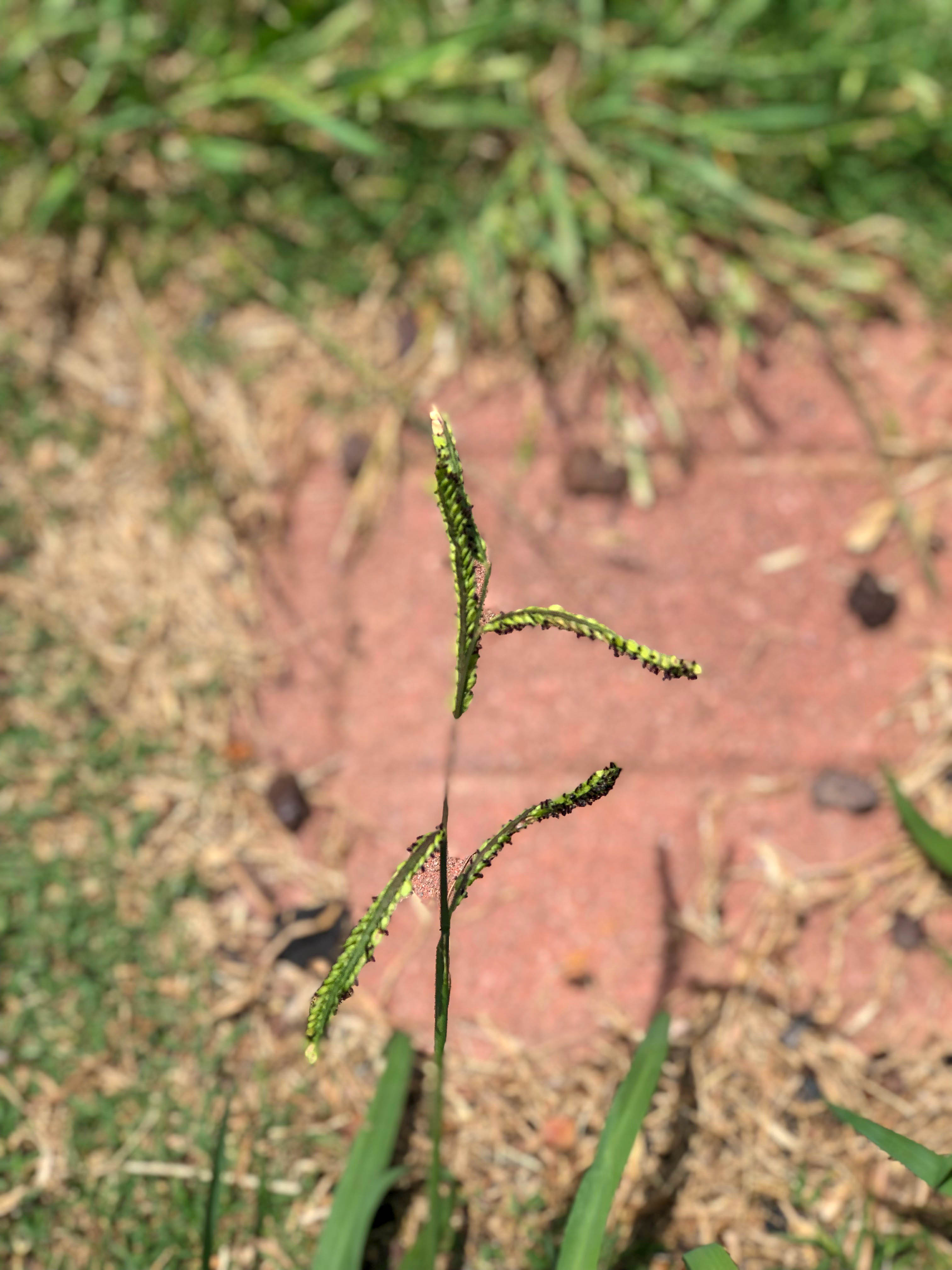Dallisgrass Seeds