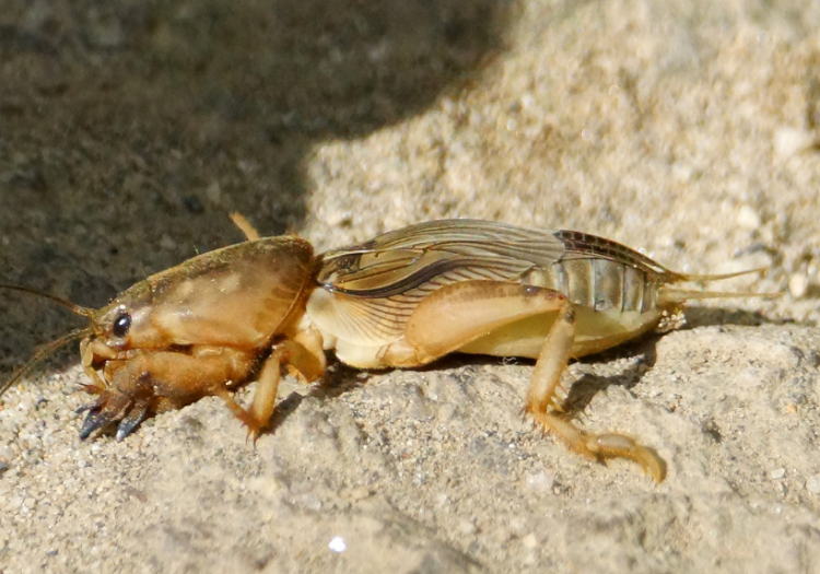 how to get rid of mole crickets