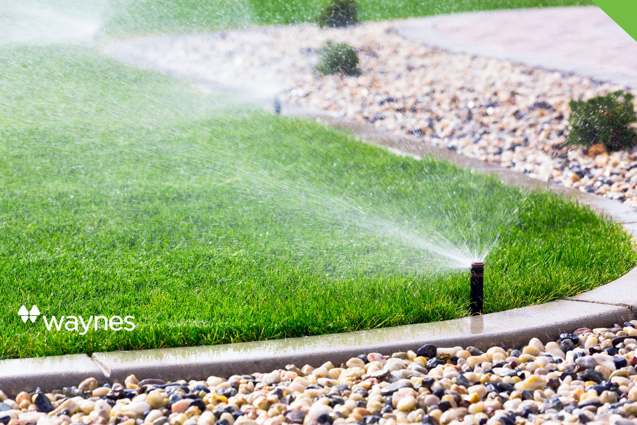 sprinklers watering a healthy lawn