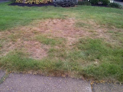 Lawn Grub Damage