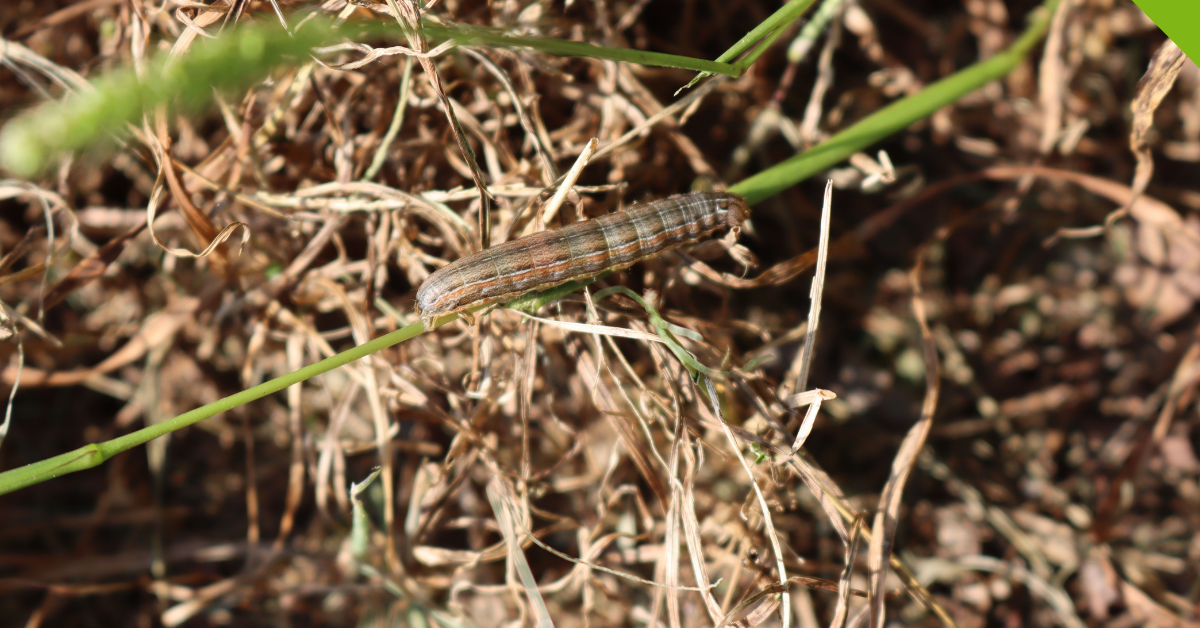 armyworm in grass