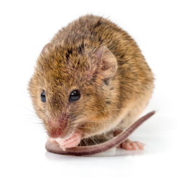 how to get rid of rodents